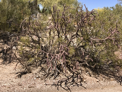 Cylindropuntia thurberi versicolor