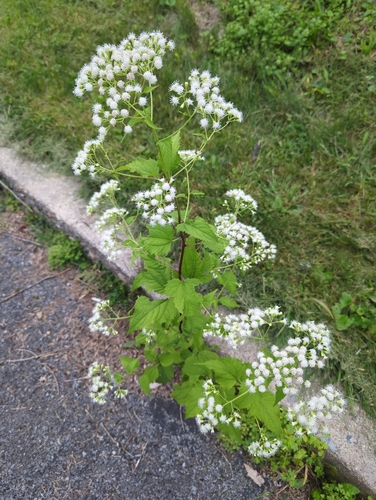 white snakeroot