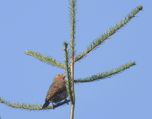 Northern Flicker