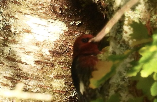 Red-breasted Sapsucker