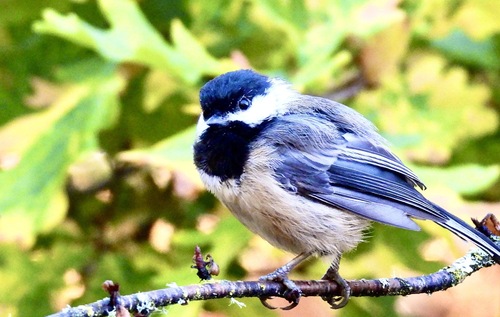 Black-capped Chickadee
