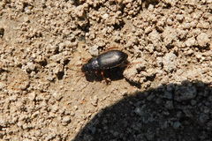 Harpalus affinis