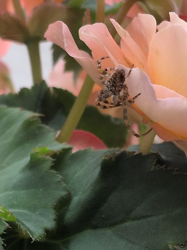 Cross Orbweaver