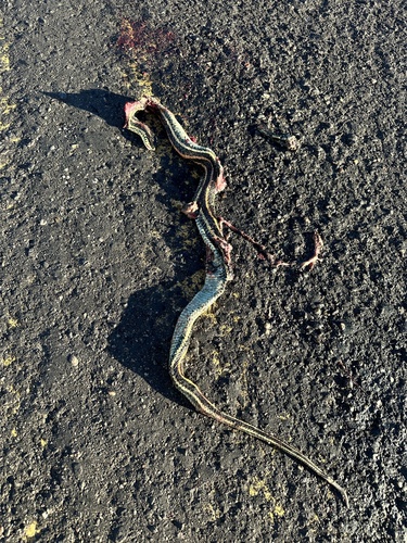 Plains Garter Snake