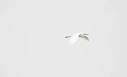 Little Egret