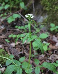 Valeriana flaccidissima