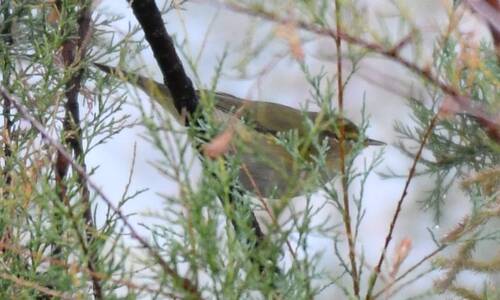 Common Chiffchaff