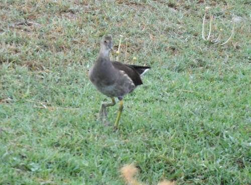 Eurasian Moorhen