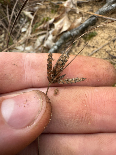 Cyperus houghtonii observed 2026-09-17