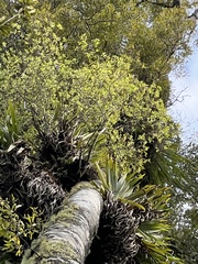 Pittosporum cornifolium