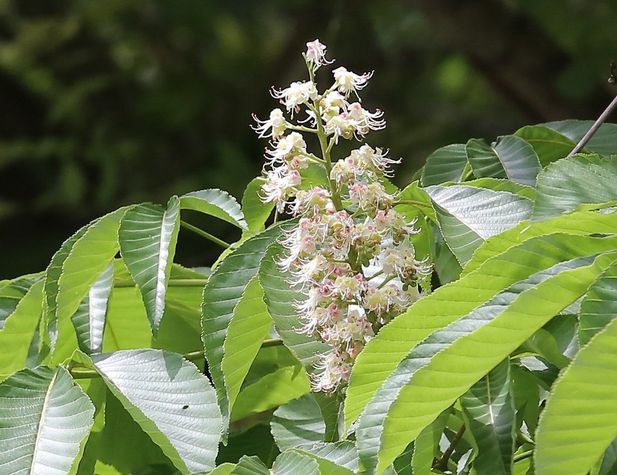 Aesculus turbinata