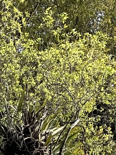 Pittosporum cornifolium, photograph 2