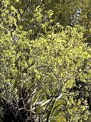 Pittosporum cornifolium, photograph (c) Hannah Rogers, some rights reserved (CC BY)