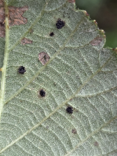 Violet Bramble Rust