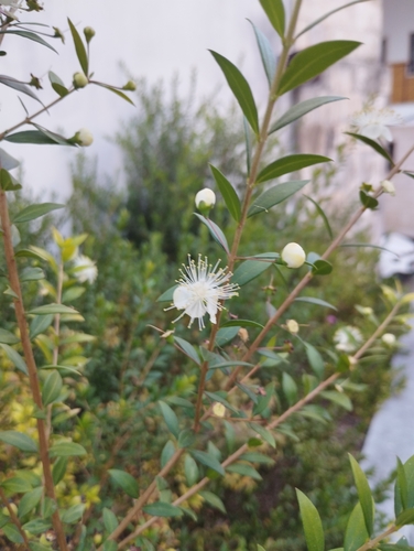 myrtle