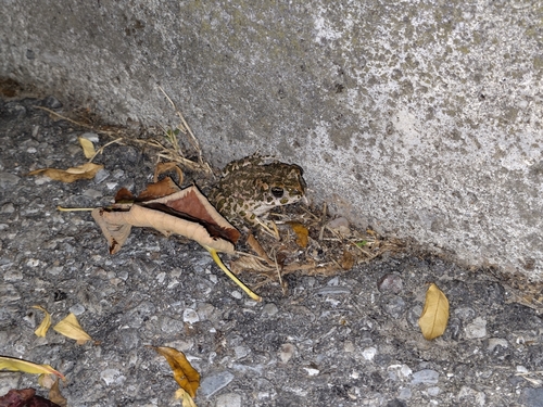 Green Toad