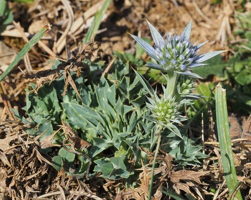 Eryngium bourgatii