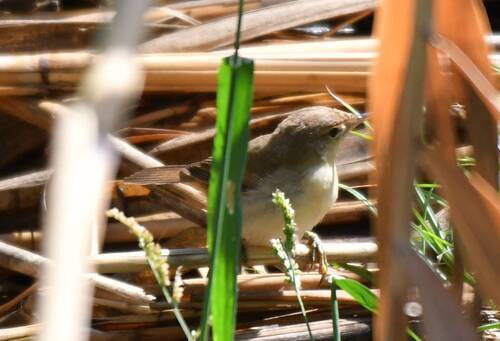 Common Reed Warbler