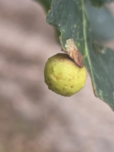 Cherry Gall Wasp