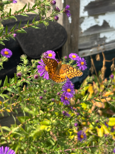 Variegated Fritillary