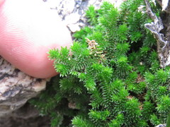 Selaginella eremophila