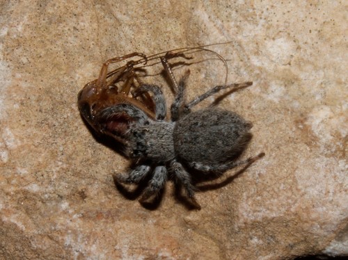 Distinguished Jumping Spider