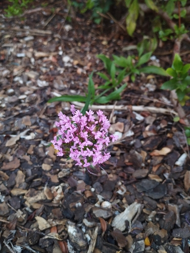 Red Valerian