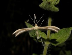 Merrifieldia malacodactyla