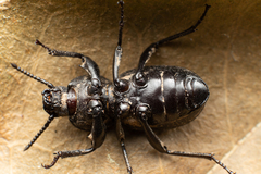 Scaurus atratus