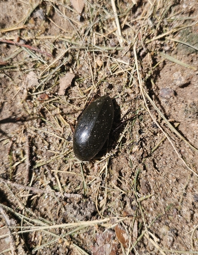 Giant Water Scavenger Beetle