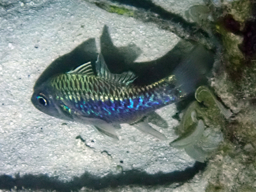 Pristiapogon kallopterus observed 2026-09-16