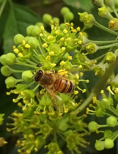 Western Honey Bee