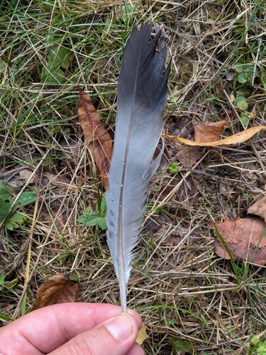 Common Wood-Pigeon