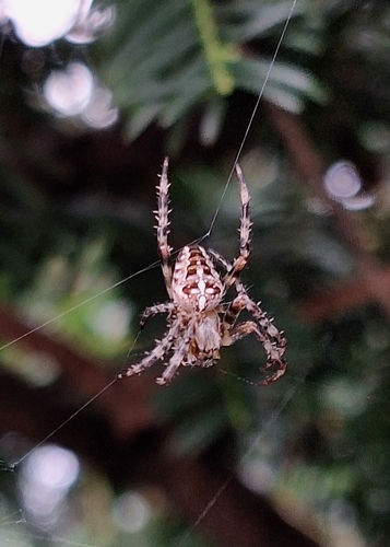Cross Orbweaver