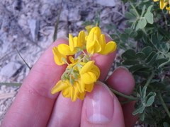 Coronilla coronata