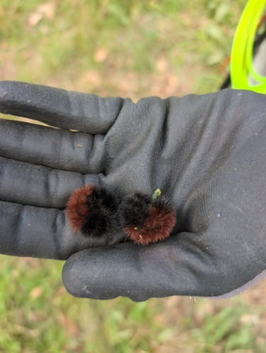 Isabella Tiger Moth