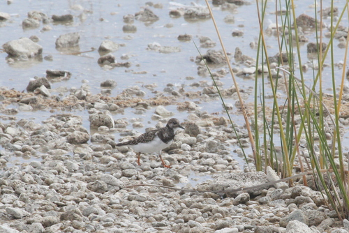 Ruddy Turnstone