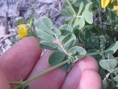 Coronilla coronata
