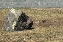 Turdus migratorius image