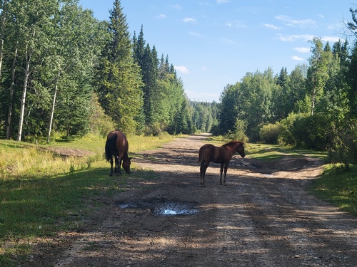 Domestic Horse
