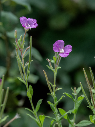 Great Willowherb