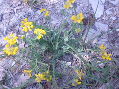 Coronilla coronata