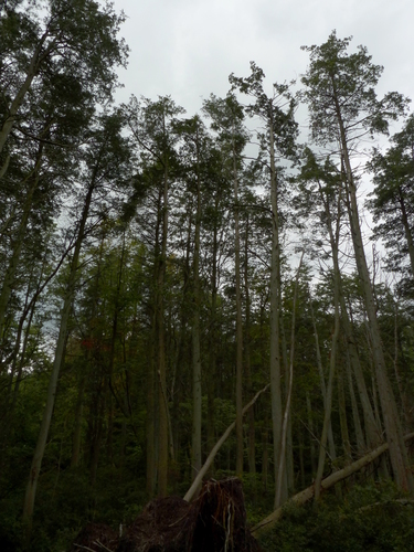 Atlantic white cedar