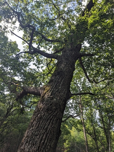 Quercus montana, photograph 4