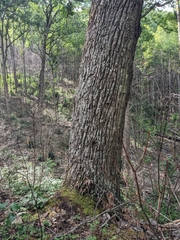 (c) Alaina Krakowiak, some rights reserved (CC BY) Quercus montana, photograph (c) Alaina Krakowiak, some rights reserved (CC BY)