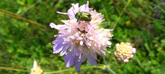 Cryptocephalus sericeus