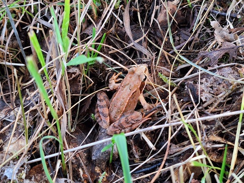 European Common Frog