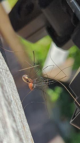 Banded Harvestman