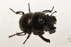 Lethrus rotundicollis