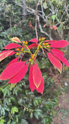 Euphorbia pulcherrima observed 2026-09-16